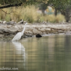 Ardea alba (Great Egret) at Jerrabomberra Wetlands - 18 Jan 2020 by BIrdsinCanberra