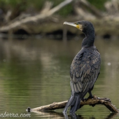 Phalacrocorax carbo (Great Cormorant) at Kingston, ACT - 18 Jan 2020 by BIrdsinCanberra