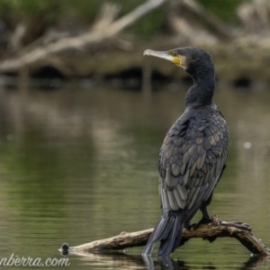 Phalacrocorax carbo at Kingston, ACT - 19 Jan 2020