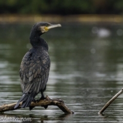 Phalacrocorax carbo at Kingston, ACT - 19 Jan 2020 07:27 AM