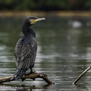 Phalacrocorax carbo at Kingston, ACT - 19 Jan 2020 07:27 AM