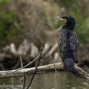 Phalacrocorax carbo at Kingston, ACT - 19 Jan 2020 07:27 AM