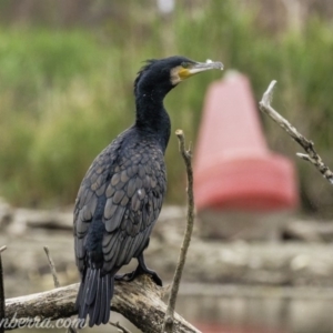 Phalacrocorax carbo at Kingston, ACT - 19 Jan 2020 07:27 AM