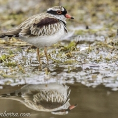 Charadrius melanops (Black-fronted Dotterel) at Jerrabomberra Wetlands - 18 Jan 2020 by BIrdsinCanberra