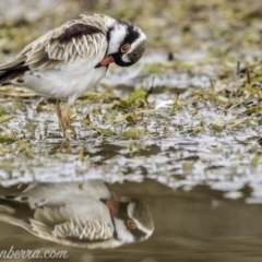 Charadrius melanops at Kingston, ACT - 19 Jan 2020