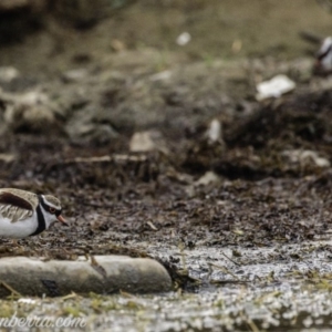 Charadrius melanops at Kingston, ACT - 19 Jan 2020