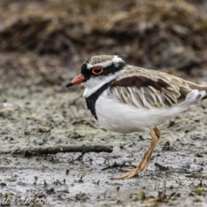 Charadrius melanops at Kingston, ACT - 19 Jan 2020