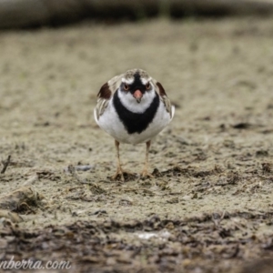 Charadrius melanops at Kingston, ACT - 19 Jan 2020