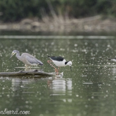 Himantopus leucocephalus (Pied Stilt) at Kingston, ACT - 19 Jan 2020 by BIrdsinCanberra