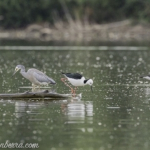 Himantopus leucocephalus at Kingston, ACT - 19 Jan 2020