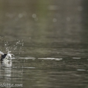 Hirundo neoxena at Campbell, ACT - 19 Jan 2020