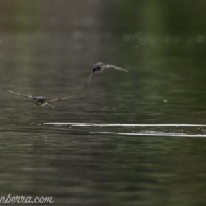 Hirundo neoxena at Campbell, ACT - 19 Jan 2020