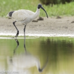 Threskiornis molucca (Australian White Ibis) at Campbell, ACT - 19 Jan 2020 by JonSteinbeck