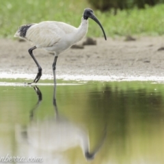 Threskiornis molucca (Australian White Ibis) at Campbell, ACT - 18 Jan 2020 by BIrdsinCanberra