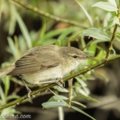 Acrocephalus australis (Australian Reed-Warbler) at Campbell, ACT - 18 Jan 2020 by BIrdsinCanberra