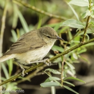 Acrocephalus australis at Campbell, ACT - 19 Jan 2020