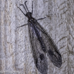 Glenoleon meteoricus (Patch-wing Glenoleon) at Hughes, ACT - 21 Jan 2020 by JonSteinbeck