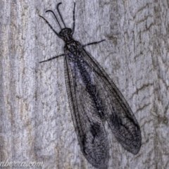 Glenoleon meteoricus (Patch-wing Glenoleon) at Hughes, ACT - 20 Jan 2020 by BIrdsinCanberra