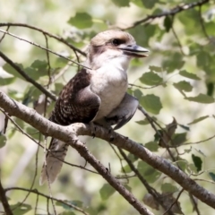 Dacelo novaeguineae (Laughing Kookaburra) at Latham, ACT - 30 Jan 2020 by AlisonMilton