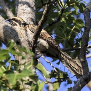 Eudynamys orientalis at Higgins, ACT - 31 Jan 2020