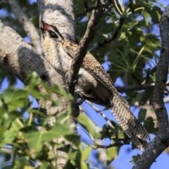 Eudynamys orientalis at Higgins, ACT - 31 Jan 2020