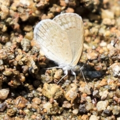 Zizina otis (Common Grass-Blue) at Latham, ACT - 30 Jan 2020 by AlisonMilton