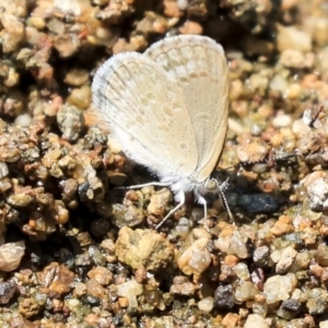 Zizina otis at Latham, ACT - 30 Jan 2020 11:42 AM