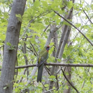 Platycercus elegans at Giralang, ACT - 21 Jan 2020