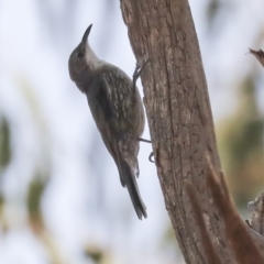 Cormobates leucophaea (White-throated Treecreeper) at Latham, ACT - 30 Jan 2020 by AlisonMilton