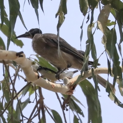 Philemon corniculatus (Noisy Friarbird) at Umbagong District Park - 30 Jan 2020 by AlisonMilton
