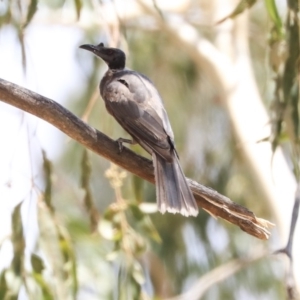 Philemon corniculatus at Macgregor, ACT - 30 Jan 2020 12:20 PM