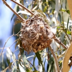 Philemon corniculatus at Macgregor, ACT - 30 Jan 2020 12:20 PM