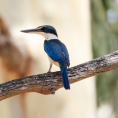 Todiramphus sanctus (Sacred Kingfisher) at Umbagong District Park - 30 Jan 2020 by Alison Milton