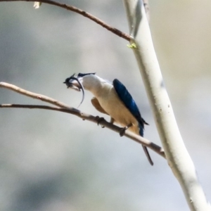 Todiramphus sanctus at Latham, ACT - 30 Jan 2020 12:22 PM