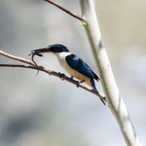 Todiramphus sanctus at Latham, ACT - 30 Jan 2020