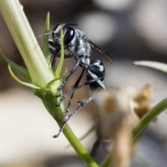 Isodontia sp. (genus) (Unidentified Grass-carrying wasp) at Higgins, ACT - 30 Jan 2020 by AlisonMilton