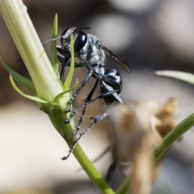 Isodontia sp. (genus) (Unidentified Grass-carrying wasp) at Higgins, ACT - 30 Jan 2020 by AlisonMilton