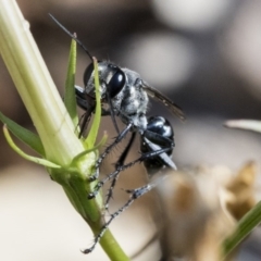 Isodontia sp. (genus) at Higgins, ACT - 30 Jan 2020