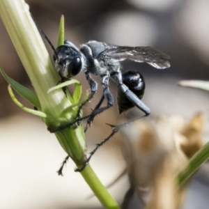 Isodontia sp. (genus) at Higgins, ACT - 30 Jan 2020