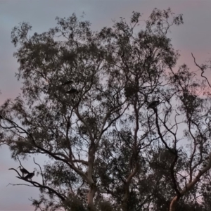 Threskiornis spinicollis at Hughes, ACT - 2 Feb 2020