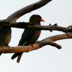 Eurystomus orientalis (Dollarbird) at Deakin, ACT - 2 Feb 2020 by Ct1000