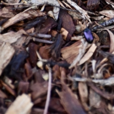 Chalcopteroides columbinus (Rainbow darkling beetle) at Weston, ACT - 2 Feb 2020 by AliceH