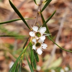 Kunzea ericoides (Burgan) at Black Mountain - 2 Feb 2020 by shoko