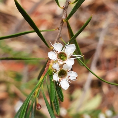 Kunzea ericoides (Burgan) at Black Mountain - 2 Feb 2020 by shoko