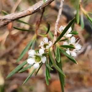 Kunzea ericoides at Acton, ACT - 2 Feb 2020 05:19 PM