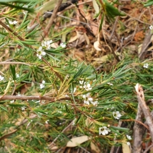 Kunzea ericoides at Acton, ACT - 2 Feb 2020 05:19 PM