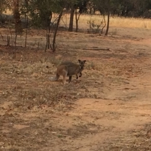 Notamacropus rufogriseus at Dunlop, ACT - 30 Jan 2020