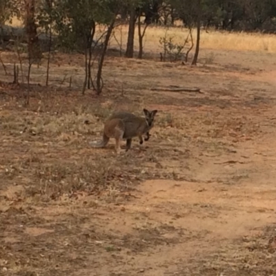 Notamacropus rufogriseus (Red-necked Wallaby) at Dunlop, ACT - 30 Jan 2020 by JohnBrannan