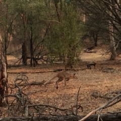 Notamacropus rufogriseus at Dunlop, ACT - 30 Jan 2020