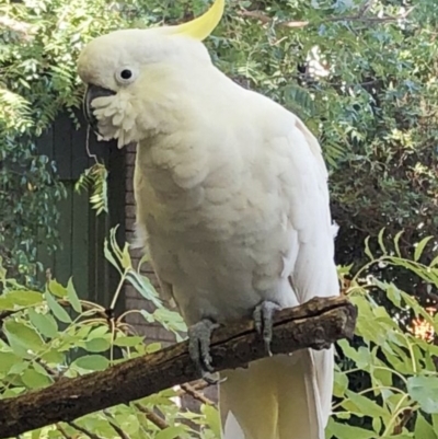 Cacatua galerita (Sulphur-crested Cockatoo) at Hughes, ACT - 3 Feb 2020 by ruthkerruish